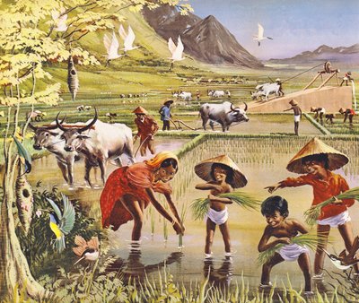 Un campo de arroz, o arrozal, en Malasia de English School